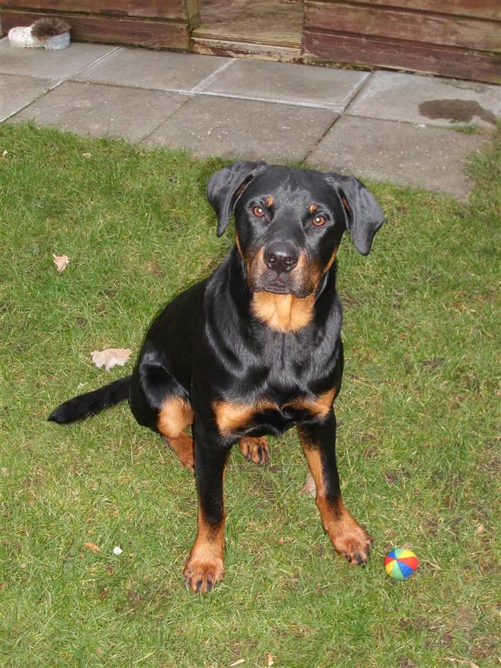 Rottweiler Rocco billede 17