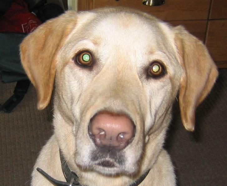 Labrador retriever Buster billede 2