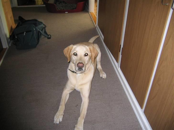 Labrador retriever Buster billede 3