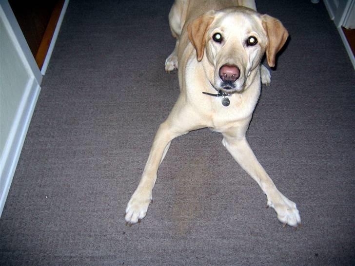 Labrador retriever Buster billede 4