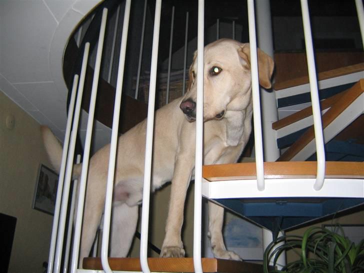 Labrador retriever Buster billede 5