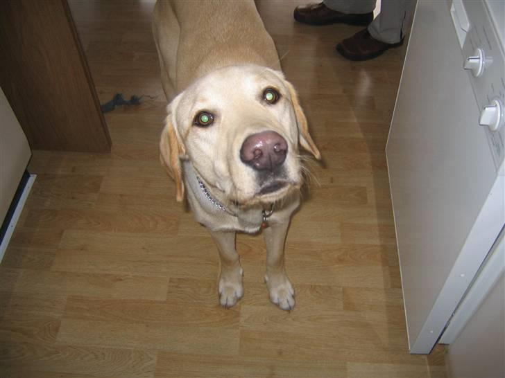 Labrador retriever Buster billede 6