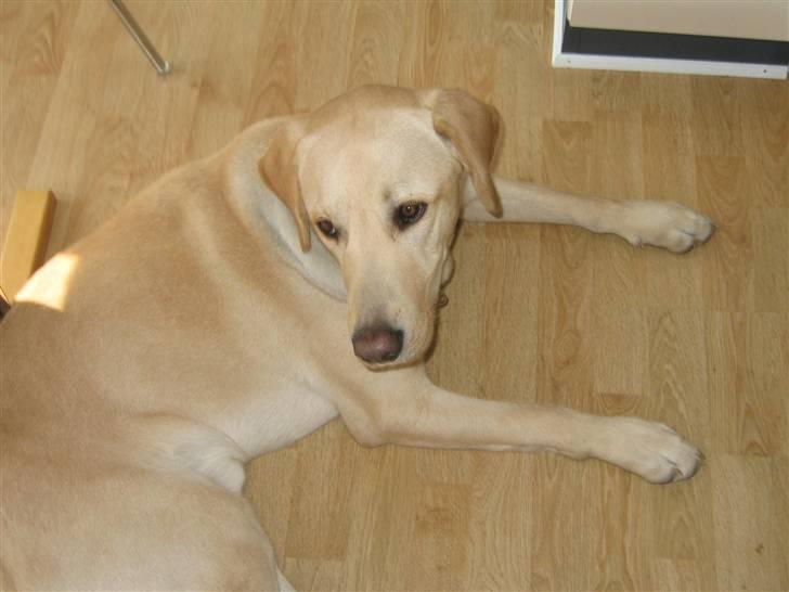 Labrador retriever Buster billede 7