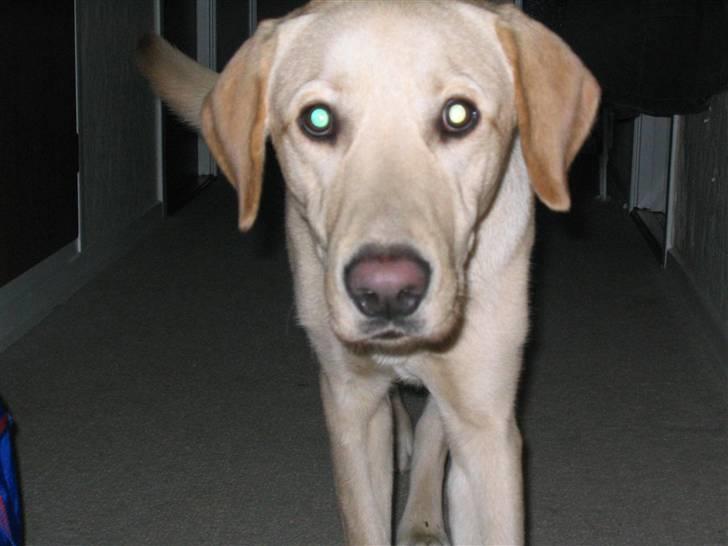 Labrador retriever Buster billede 8