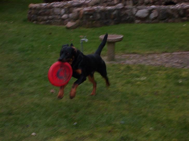 Rottweiler Rocco billede 18