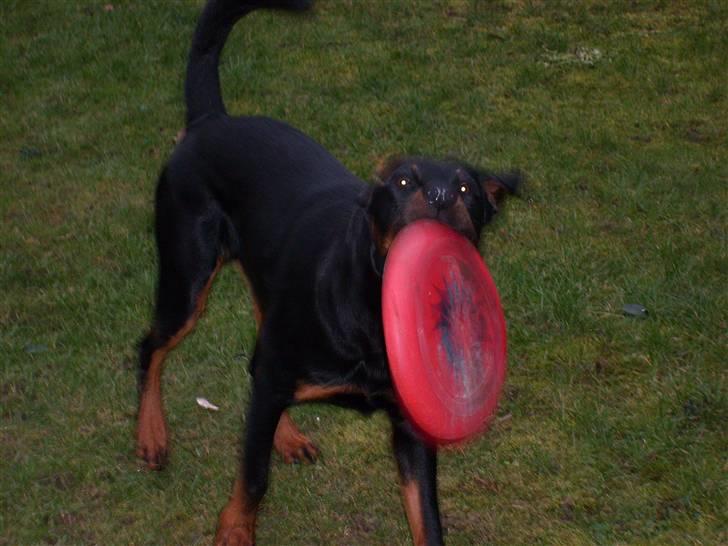 Rottweiler Rocco billede 19