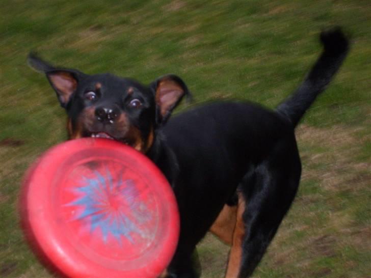 Rottweiler Rocco billede 20
