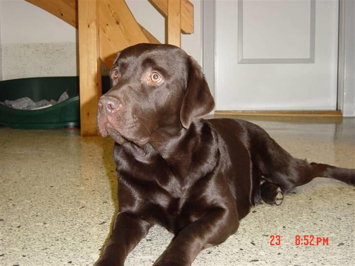 Labrador retriever Luna (Vita) - Fine Luna<3 billede 8