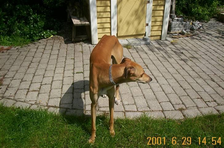 Greyhound Albert, død 2. aug. 2010  - Albert i Haven billede 4