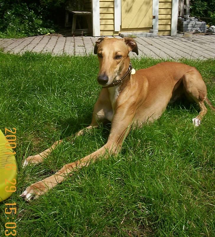 Greyhound Albert, død 2. aug. 2010  - Sol og sommer Ahh.. der er dejligt billede 5
