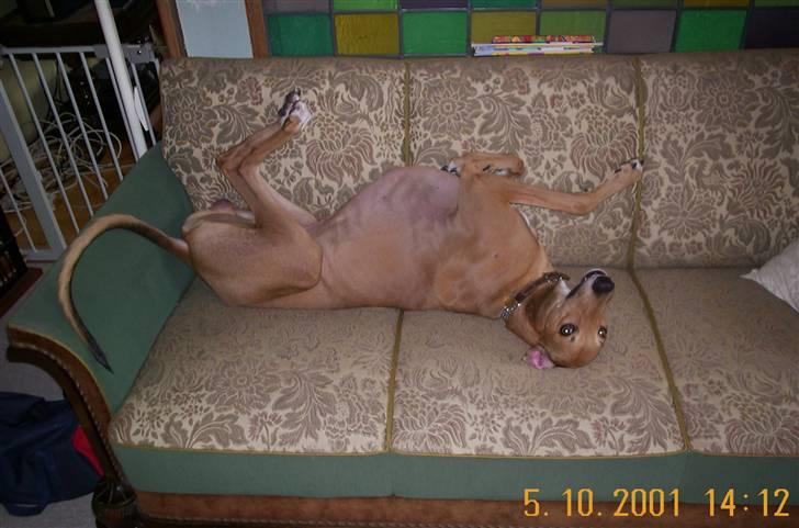 Greyhound Albert, død 2. aug. 2010  - Kan man have det bedre? billede 6