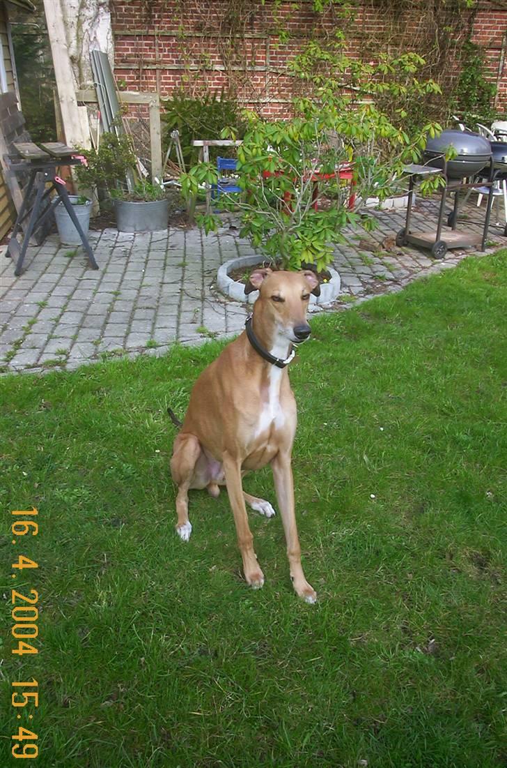 Greyhound Albert, død 2. aug. 2010  - Jeg kan misse med øjnene billede 7