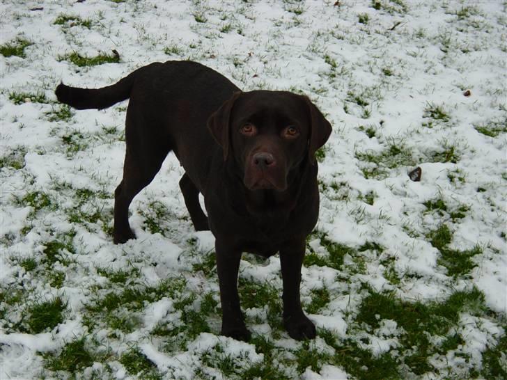 Labrador retriever Luna (Vita) - Er jeg ik´ bare fin? Luna på græsplænen en snevejrs dag<3 billede 9