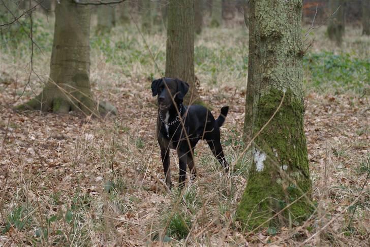 Blanding af racer Lucas billede 1