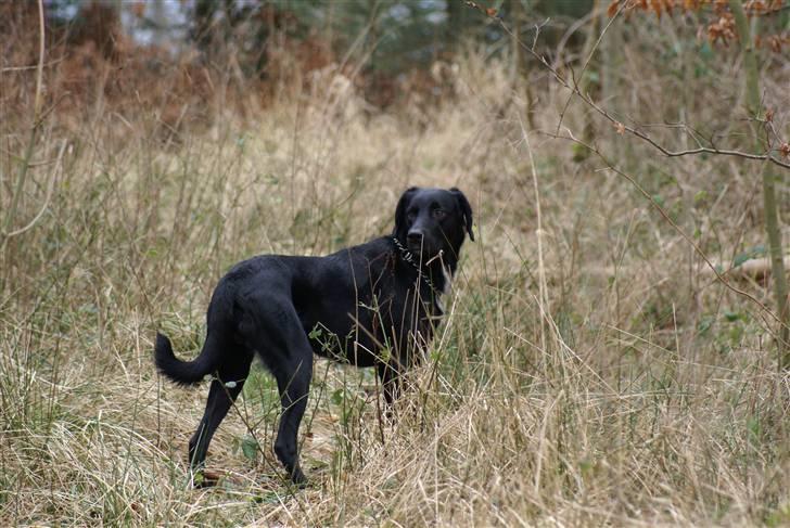 Blanding af racer Lucas billede 2