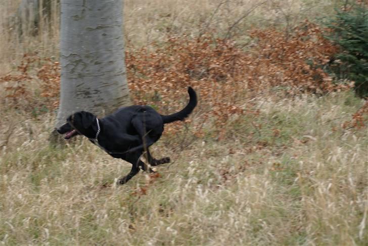 Blanding af racer Lucas billede 3