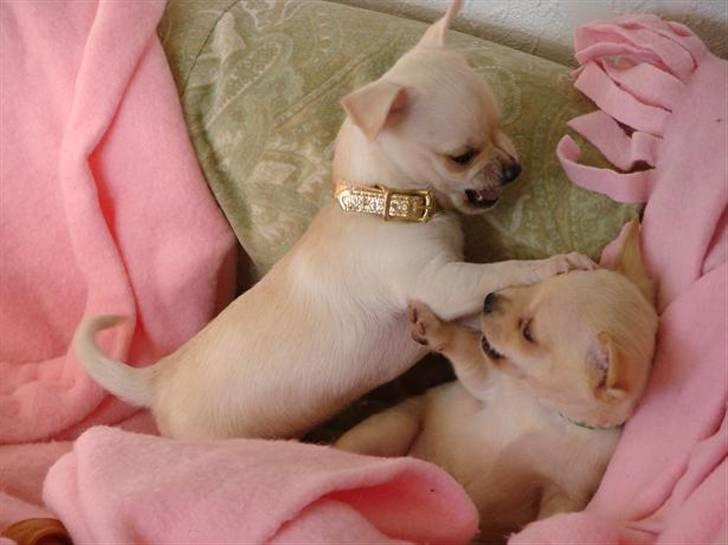 Chihuahua ** Ciencia **  - Banker lige storebror Gucci :D. billede 17