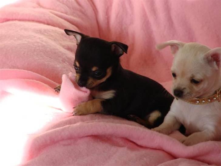 Chihuahua ** Ciencia **  - 2 labrer larver - Ciencia og søster Gaia :D. billede 18