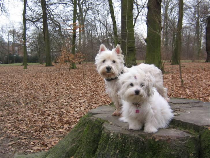 Coton de tulear Tica billede 14