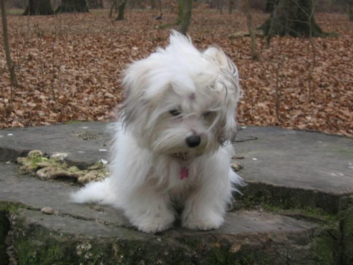 Coton de tulear Tica billede 15