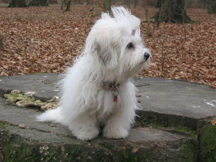 Coton de tulear Tica billede 16