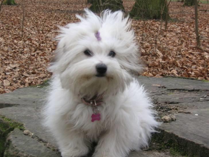 Coton de tulear Tica billede 17