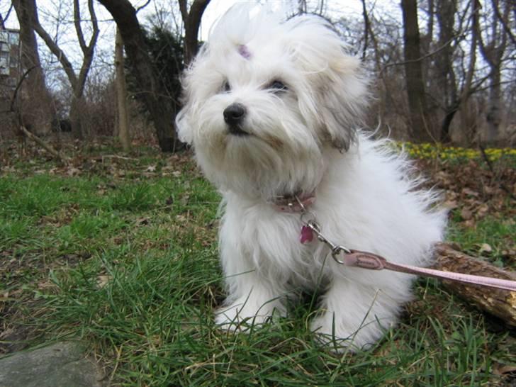 Coton de tulear Tica billede 18