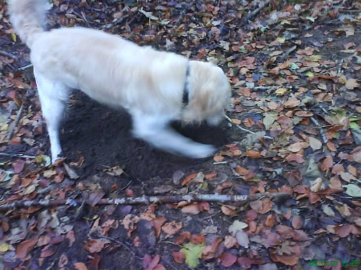 Golden retriever Buster billede 2