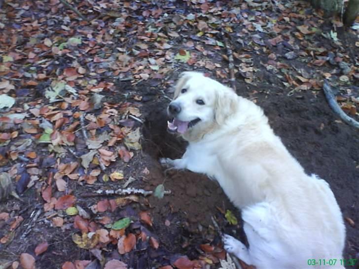 Golden retriever Buster billede 3