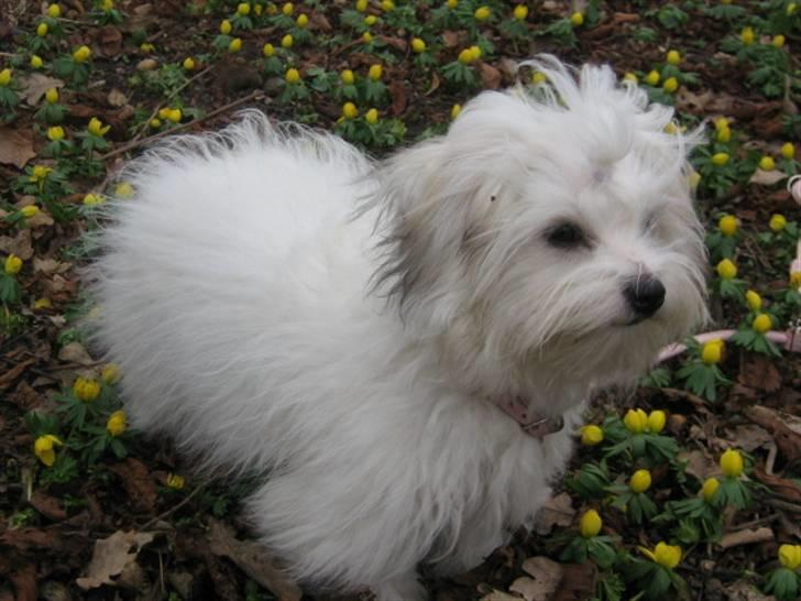 Coton de tulear Tica billede 19