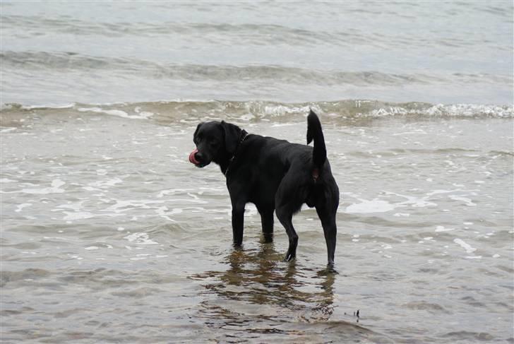 Blanding af racer Lucas billede 4