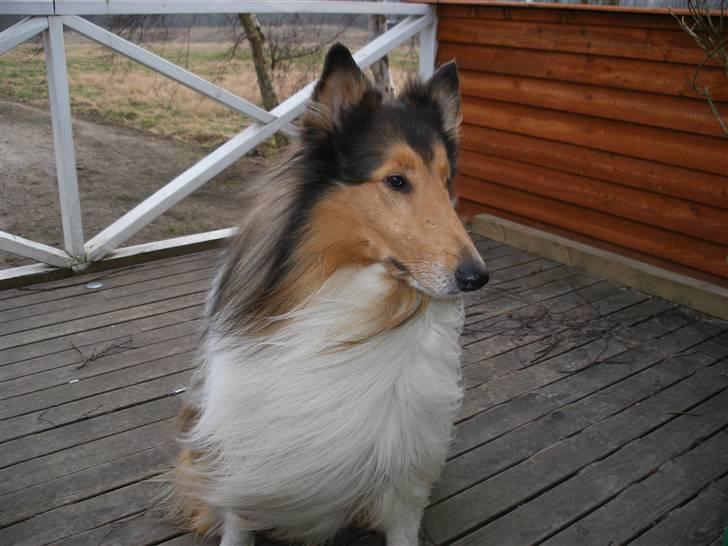Collie langhåret Claudio billede 7