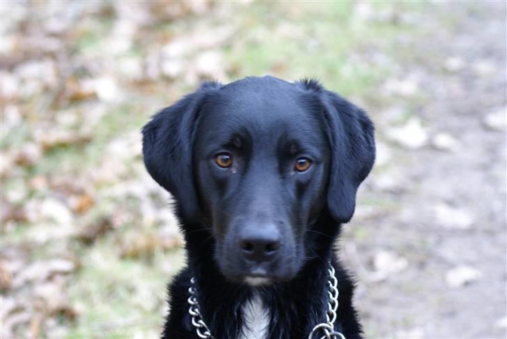 Blanding af racer Lucas billede 5