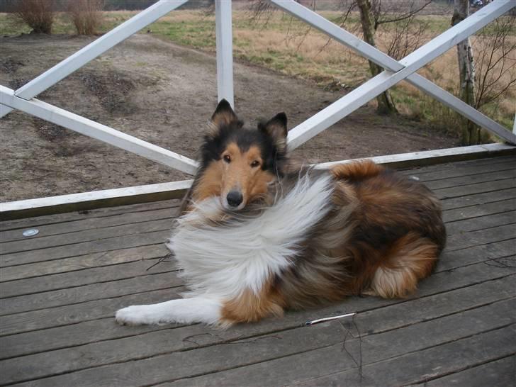 Collie langhåret Claudio billede 8