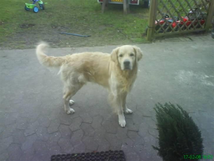 Golden retriever Buster billede 4