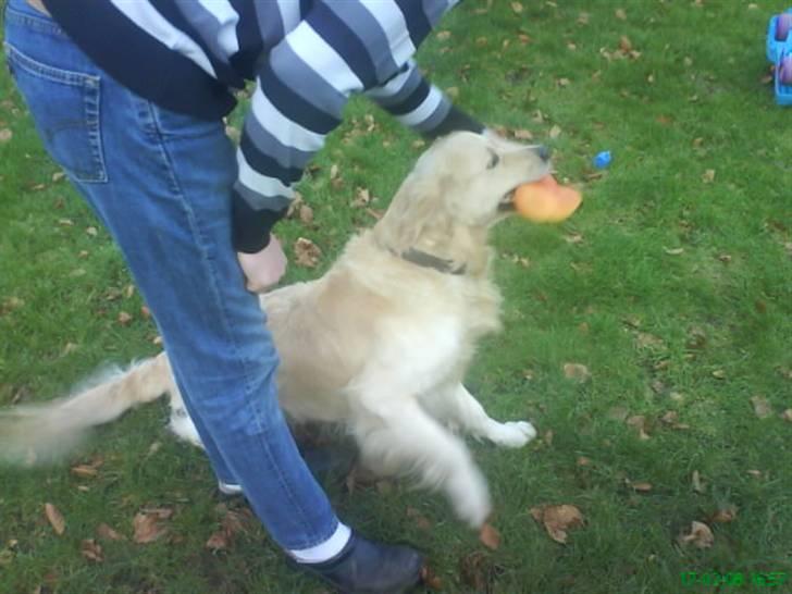 Golden retriever Buster billede 5