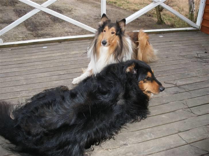 Collie langhåret Claudio billede 9