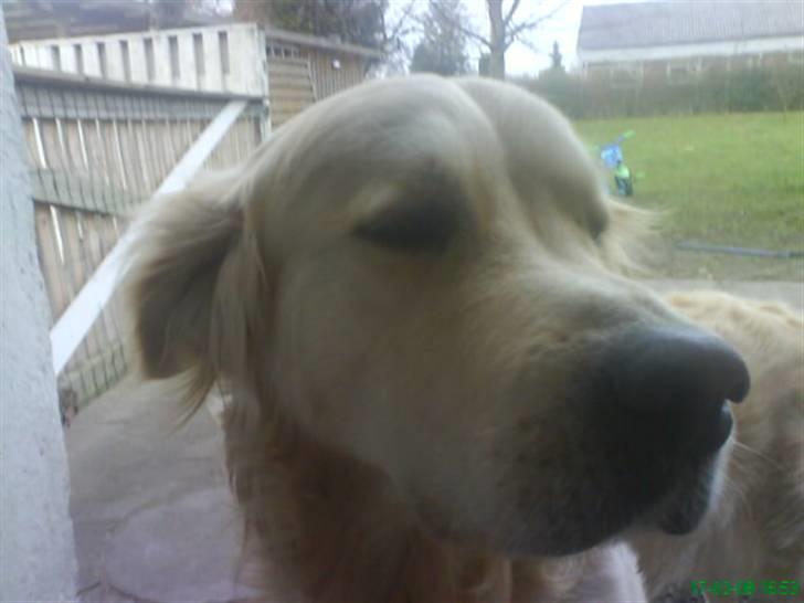 Golden retriever Buster billede 6