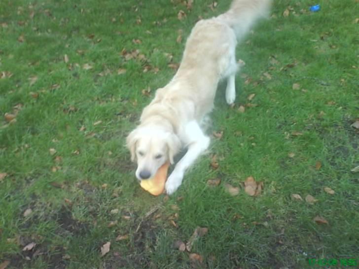 Golden retriever Buster billede 7