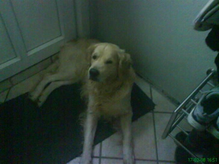 Golden retriever Buster billede 8