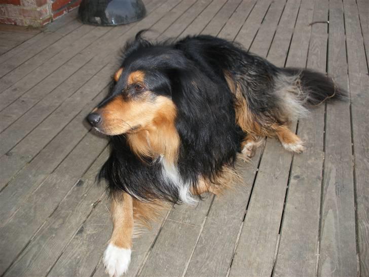 Blanding af racer Cato billede 9