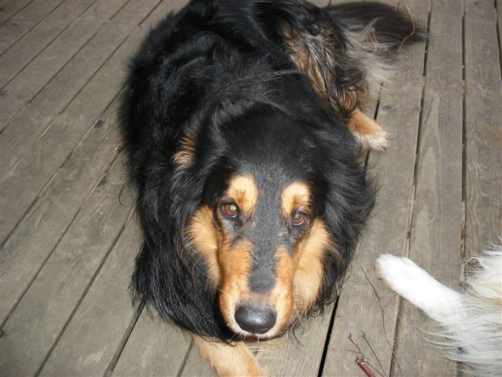 Blanding af racer Cato billede 10