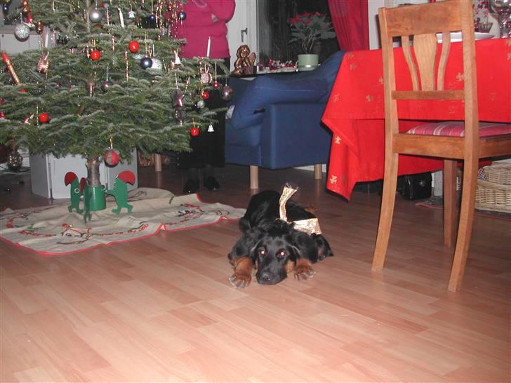 Blanding af racer phoebe - så er det nytår hun har fået en lille slojfe billede 1