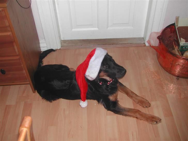 Blanding af racer phoebe - her hun med en nissehue billede 2