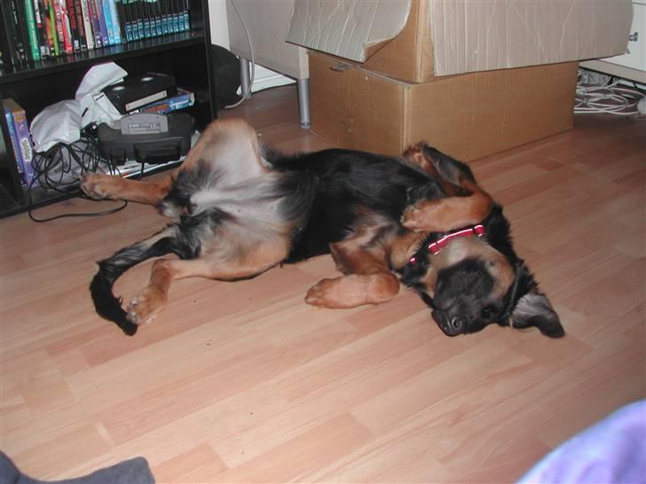 Blanding af racer phoebe - uha det klør på ryggen billede 3