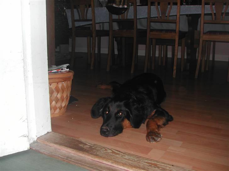 Blanding af racer phoebe - vi ligger lige og slapper af billede 4