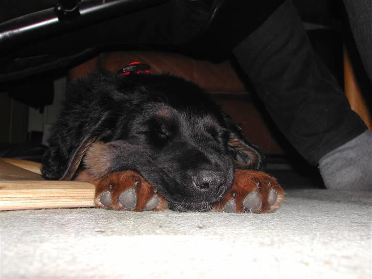 Blanding af racer phoebe - nuar sover hun billede 5