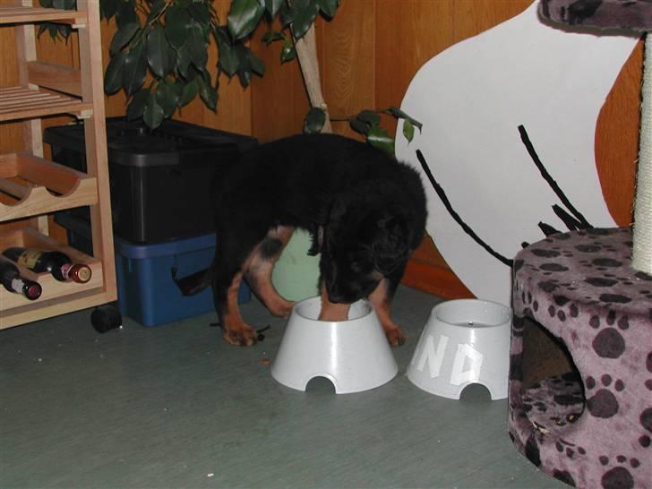 Blanding af racer phoebe - hvad er det for noget?? billede 6