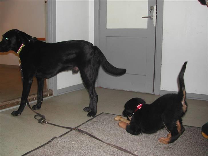 Blanding af racer phoebe - puhha den er stor den anden hund billede 7