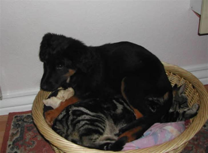 Blanding af racer phoebe - kan den dumme kat ikke bare flytte sig var?? billede 8